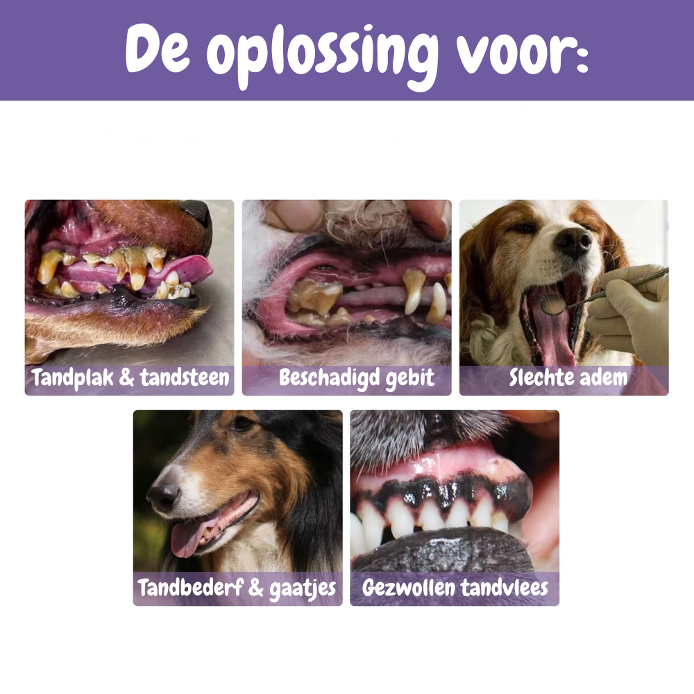 PetDent – De Krachtige Tandverzorgingspen voor een Gezond Gebit!