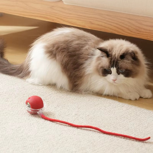 MiauwBall - Interactieve speelbal voor uren plezier